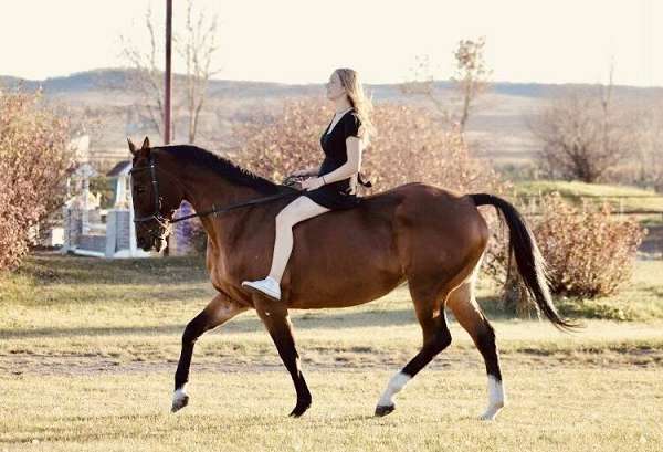 show-jumper-akhal-teke-horse