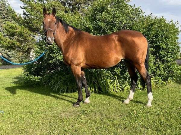 show-experience-akhal-teke-horse