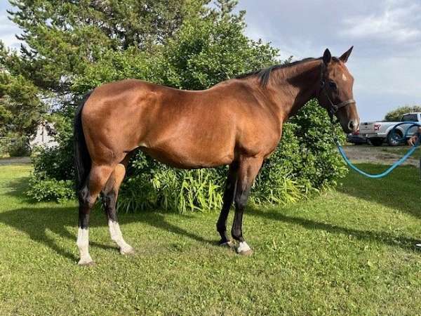 horses-for-sale-in-alberta-akhal-teke