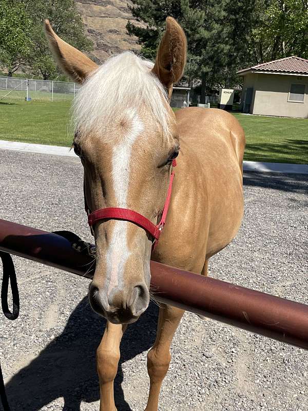 cutting-prospect-quarter-horse