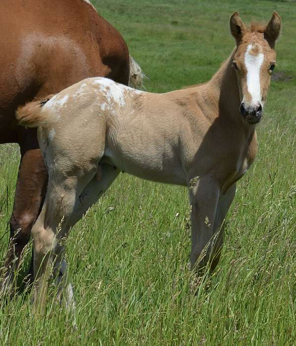 hunt-seat-equit-appaloosa-horse