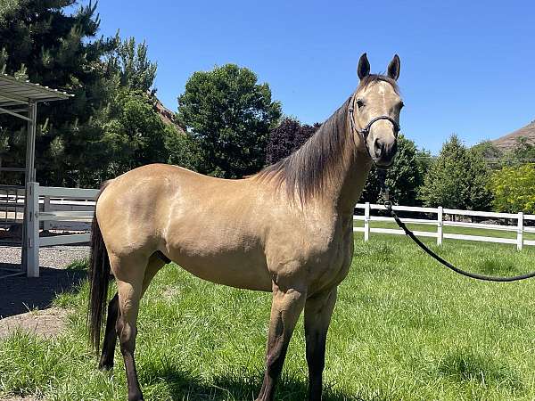 endurance-flashy-gelding