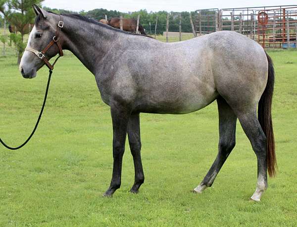 all-around-appaloosa-horse