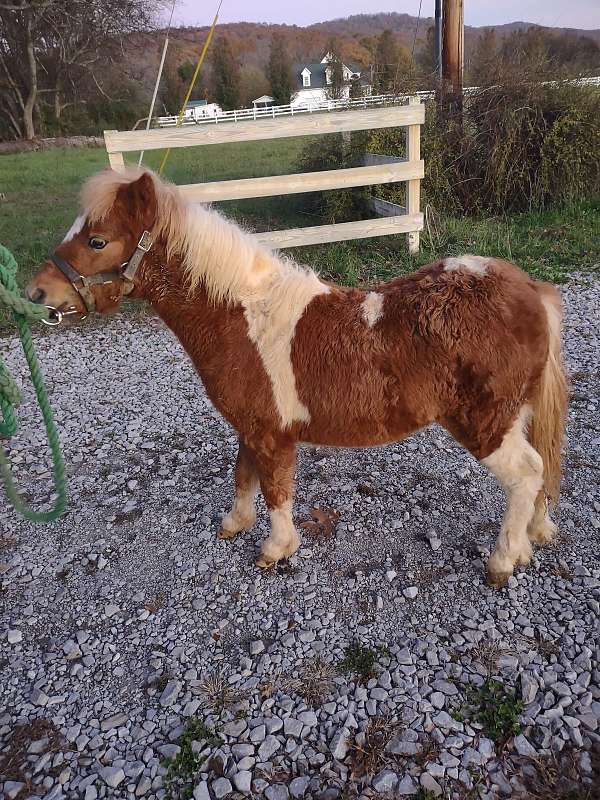 affordable-miniature-horse