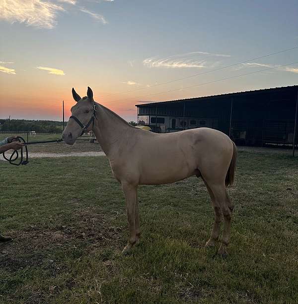 bay-andalusian-colt