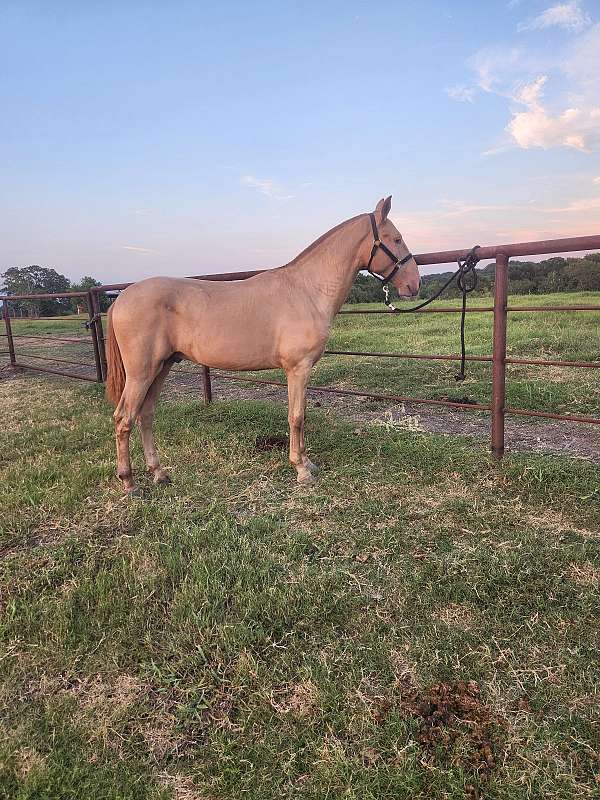 gentle-colt-andalusian-horse