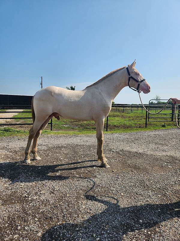 perlino-andalusian-colt