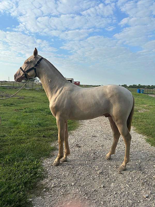 great-manners-andalusian-horse