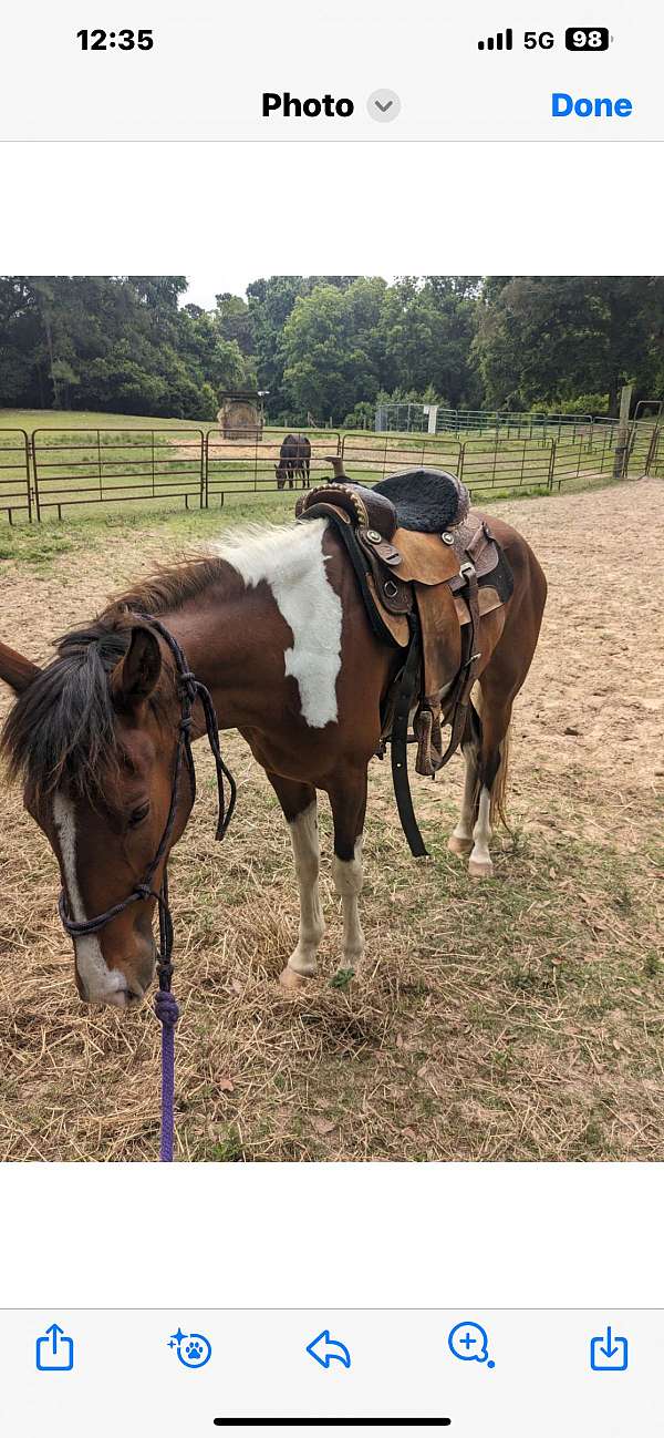 tennessee-walking-gelding