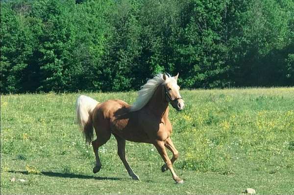 companion-palomino-tennessee-walking-horse