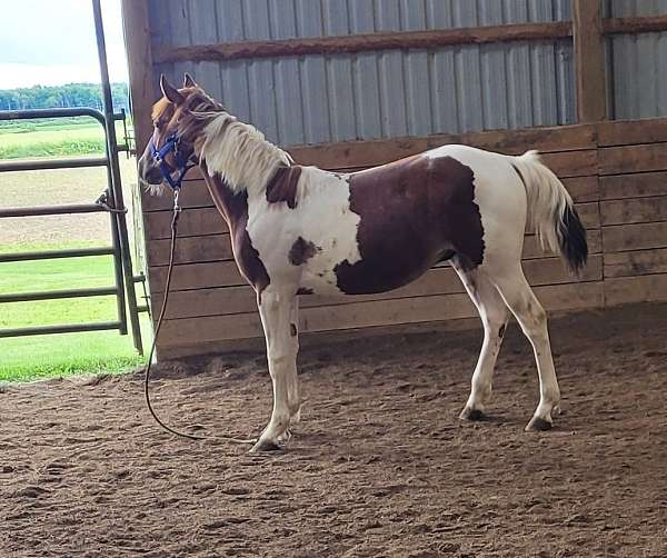 white-paint-colt-yearling