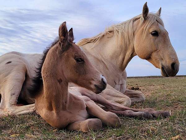 aqha-gypsy-vanner-mare