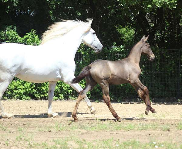 dressage-andalusian-horse