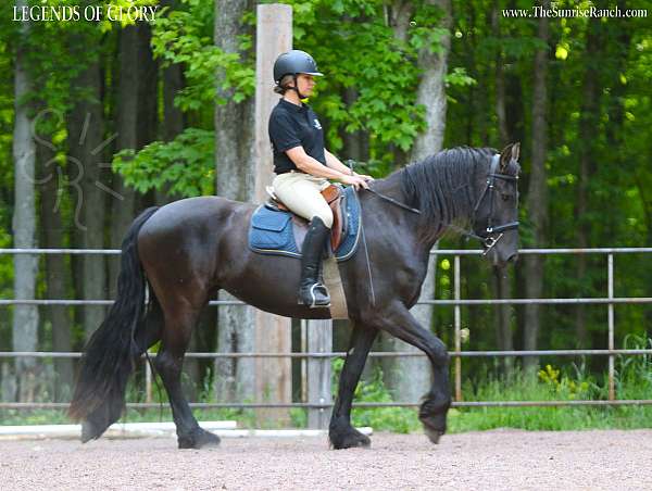 friesian-horse