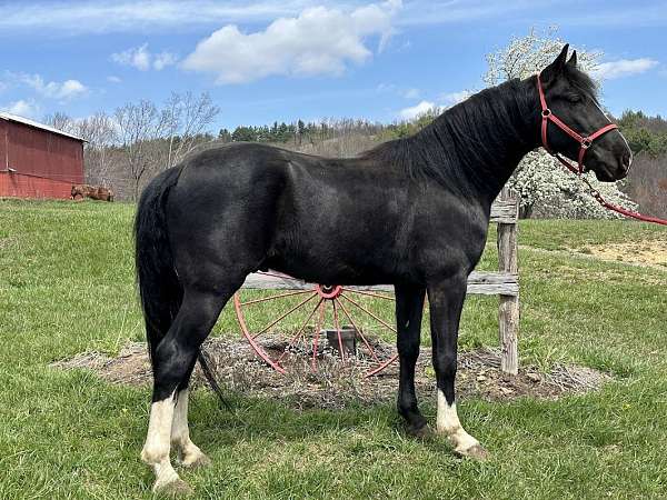 black-racking-gelding