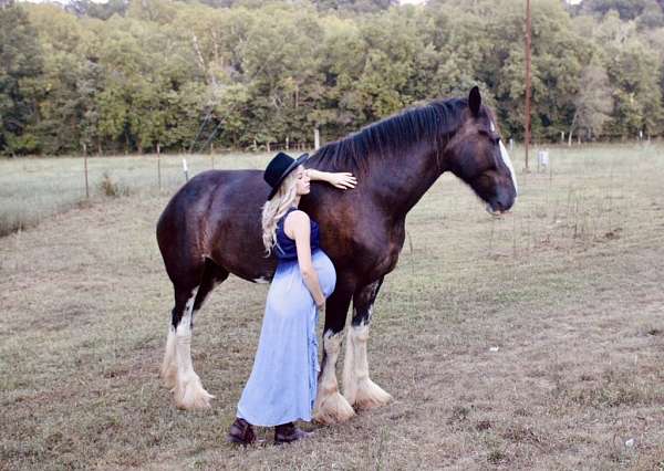 clydesdale-mare