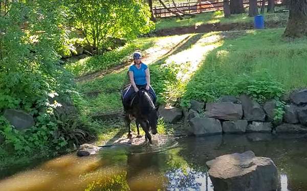 dressage-gelding