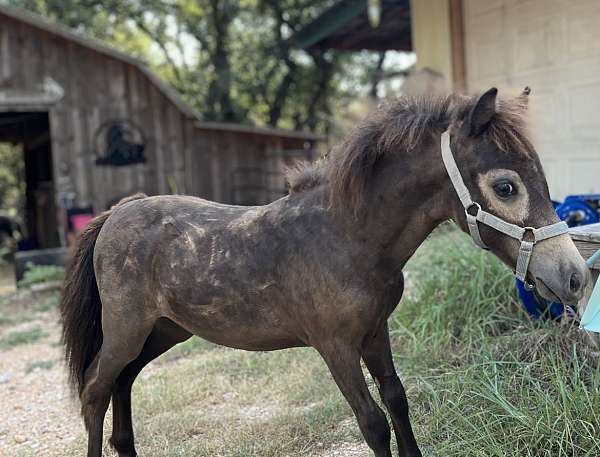 appy-horse