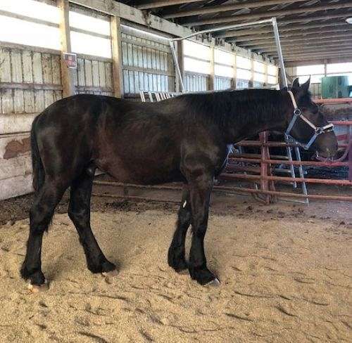 available-percheron-horse