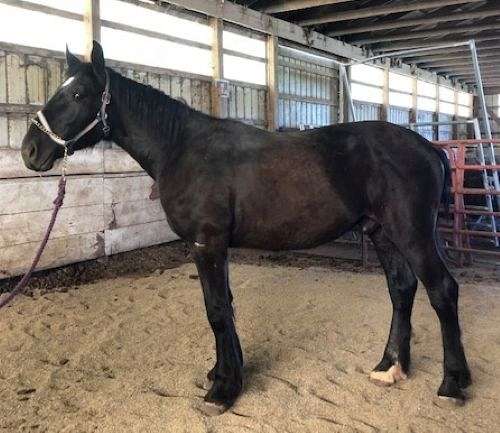 big-bone-percheron-horse