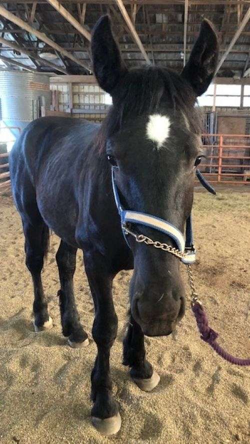 champion-pedigree-percheron-horse