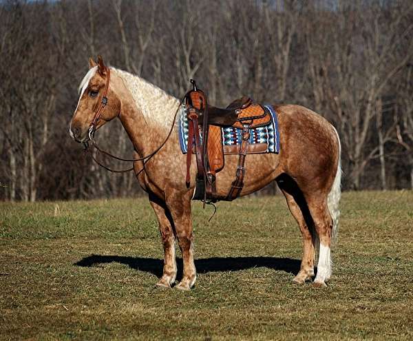 draft-quarter-horse