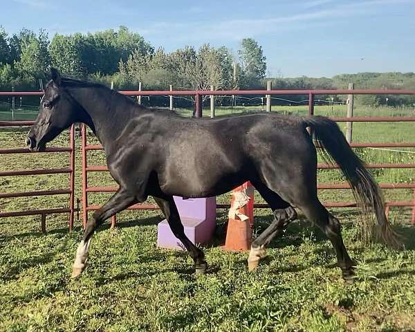 trail-class-competition-arabian-pony