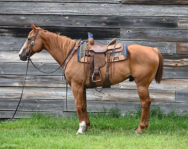 trail-trail-riding-quarter-horse