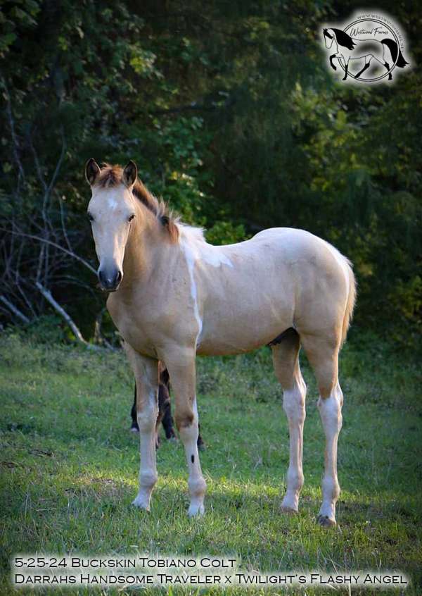 tobiano-horse