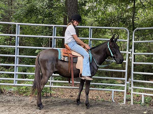 12-hand-mule-gelding