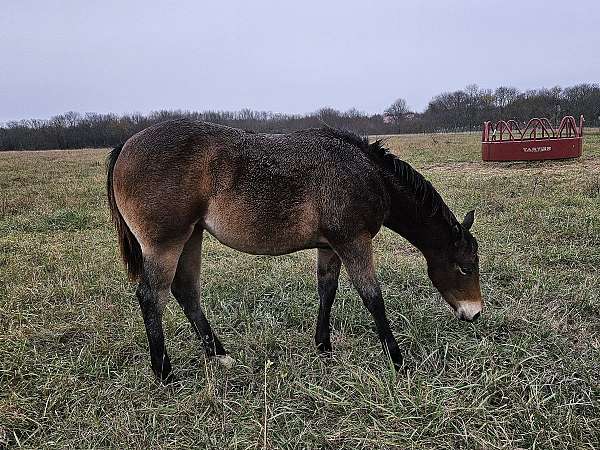 star-2-hind-pastern-horse