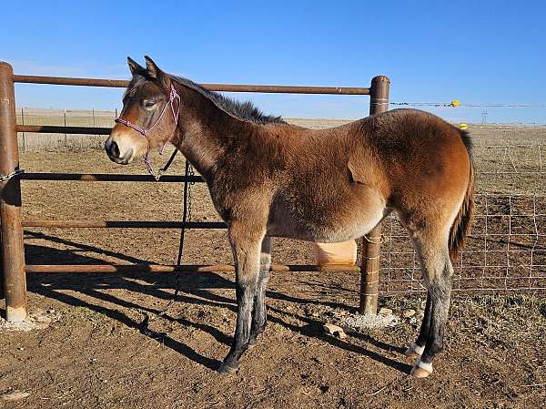 star-2-hind-pastern-horse