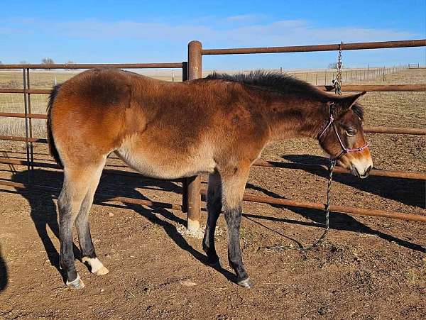 star-2-hind-pastern-horse