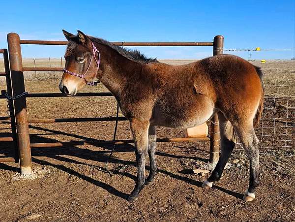 star-2-hind-pastern-horse