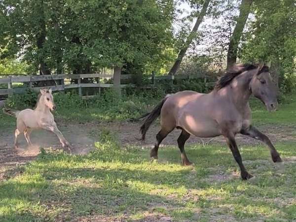 grulla-roan-gyspy-vanner-friesian-gypsy-horse