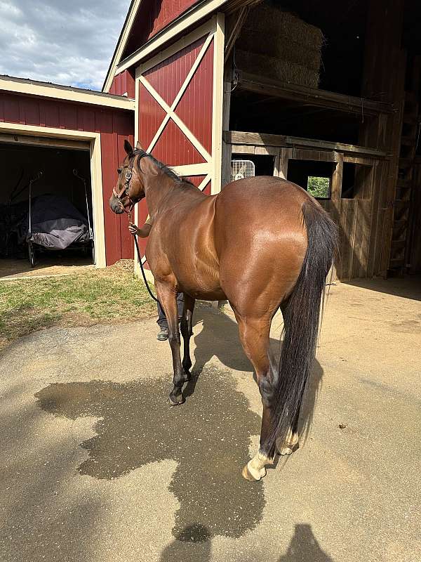 barrel-thoroughbred-horse