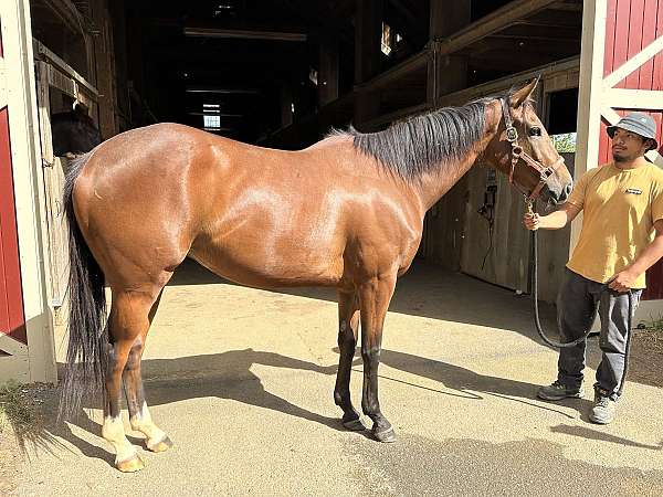 field-hunter-thoroughbred-horse