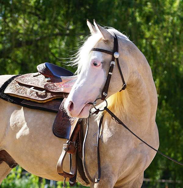 splash-white-one-blue-eye-horse