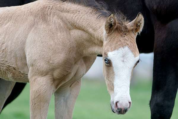 buckskin-overo-hypp-nn-horse