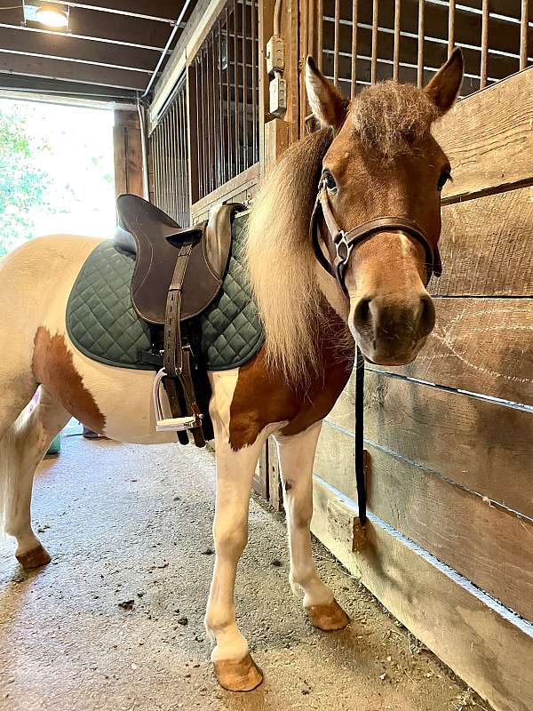 tobiano-chestnut-pony