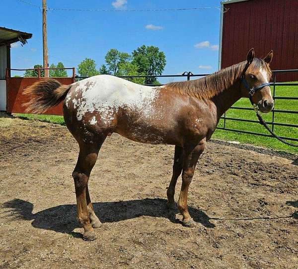 sorrel-white-blanket-horse