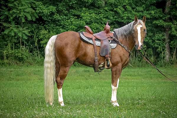 all-around-quarter-horse