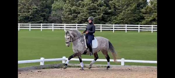 adult-amateur-andalusian-horse