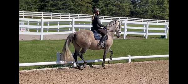 shown-successfully-andalusian-horse