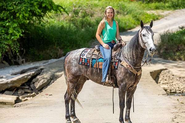 action-kentucky-mountain-horse