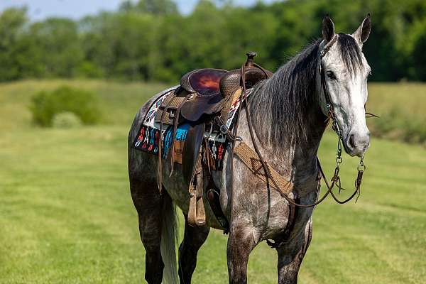 bone-kentucky-mountain-horse