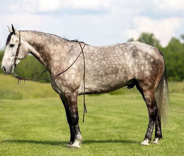 brave-kentucky-mountain-horse