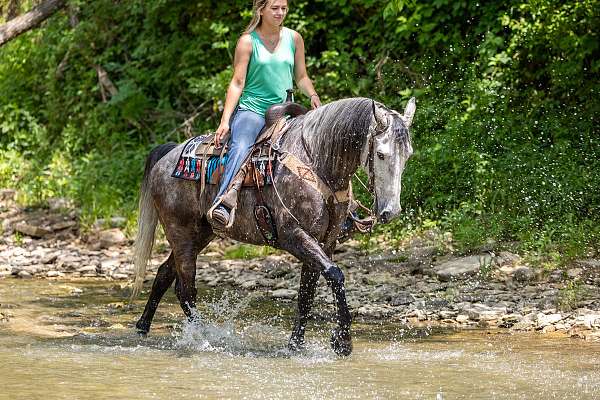 colton-kentucky-mountain-horse