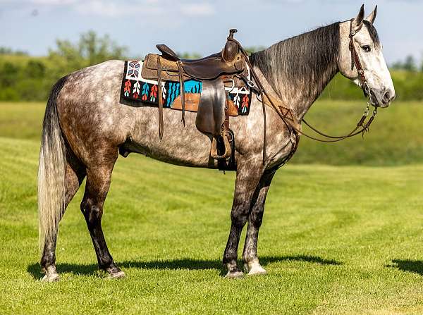 dapple-grey-kentucky-mountain-horse