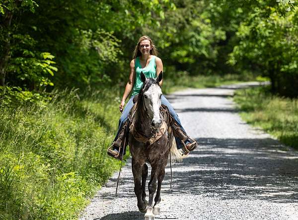 dappled-grey-kentucky-mountain-horse